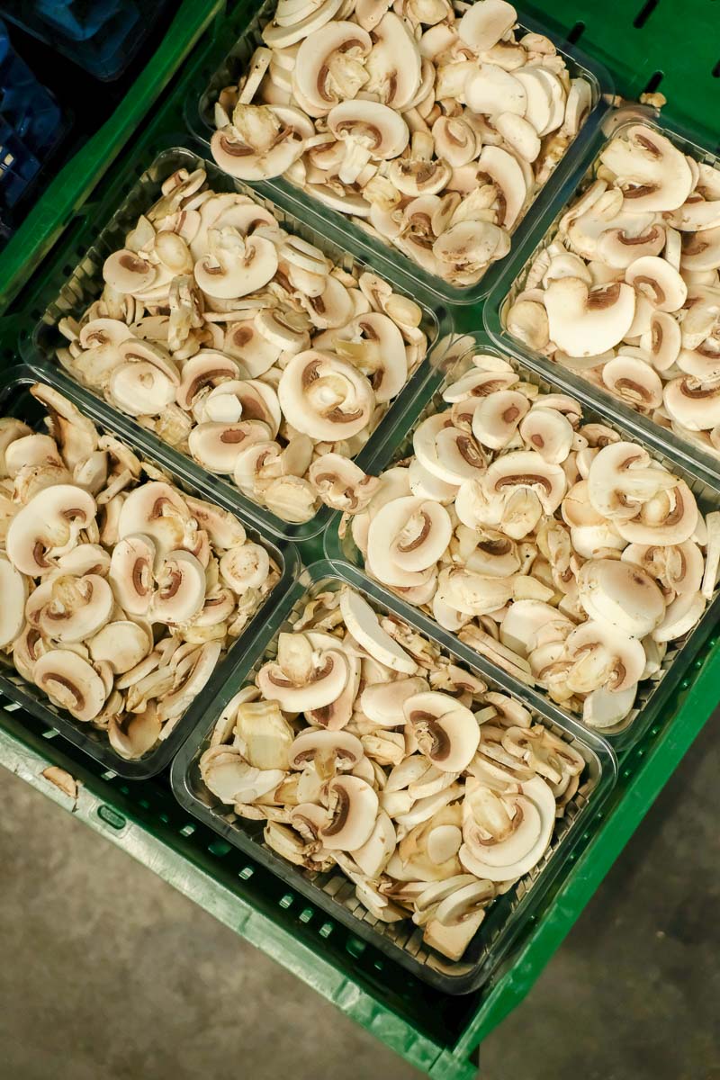 champignons