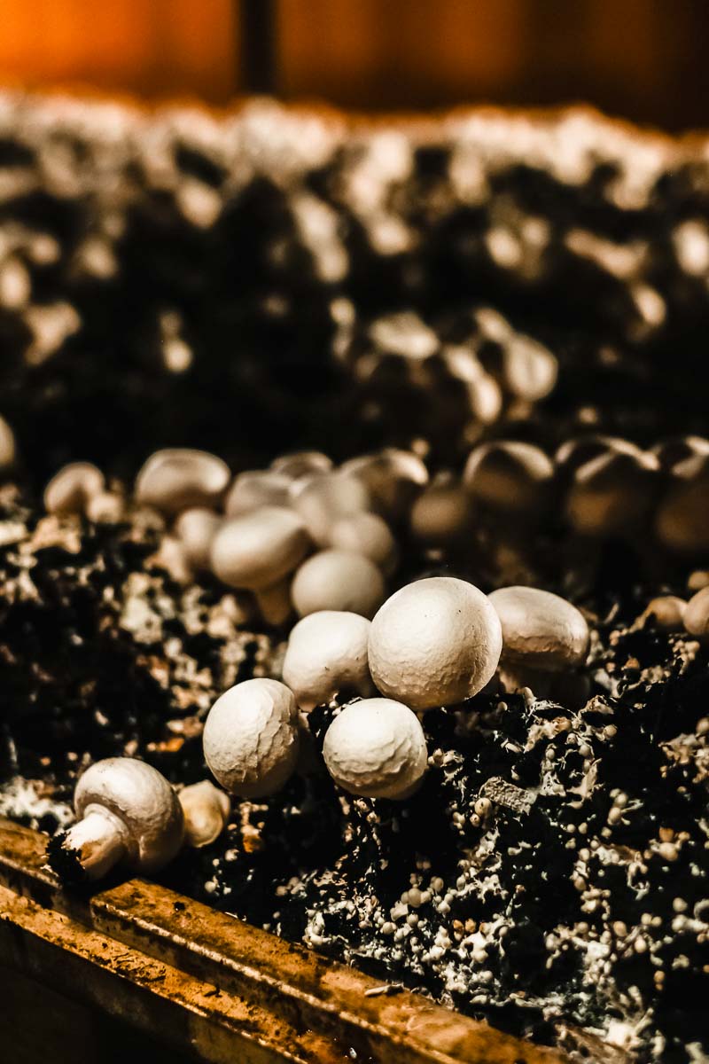 champignons